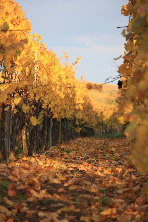 Gites Des Dix Vins Dangolsheim Zewnętrze zdjęcie